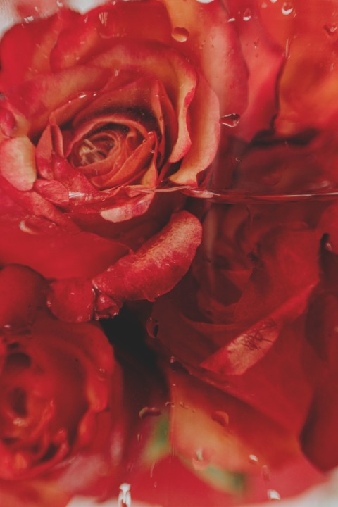 Rose-Himbeere - hydrophiles Reinigungs- und Abschminköl